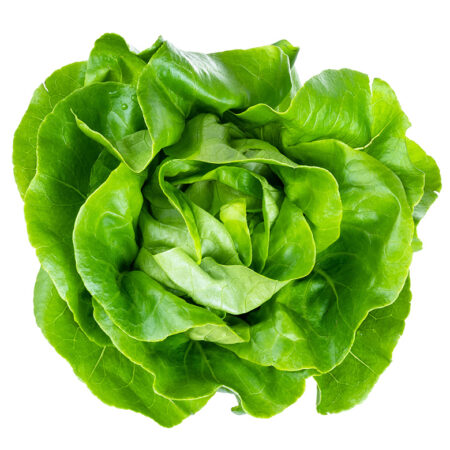 Lechuga
