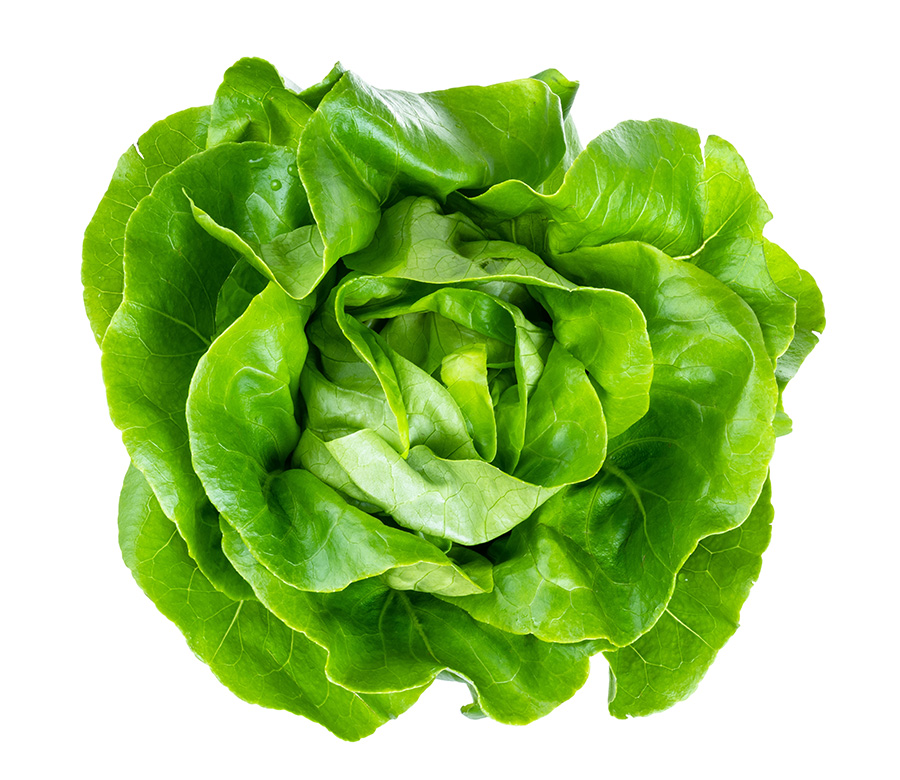 Lechuga
