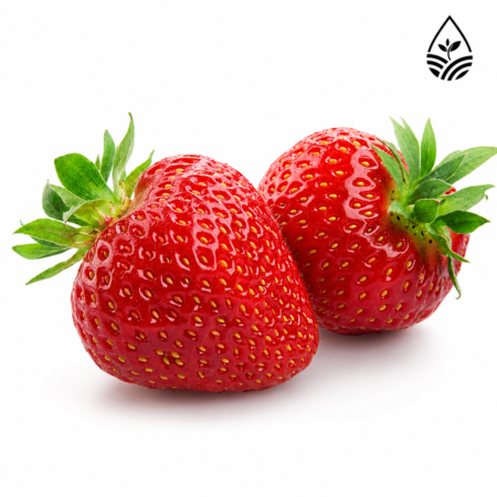 Frutilla Hidropónica (Petaca)